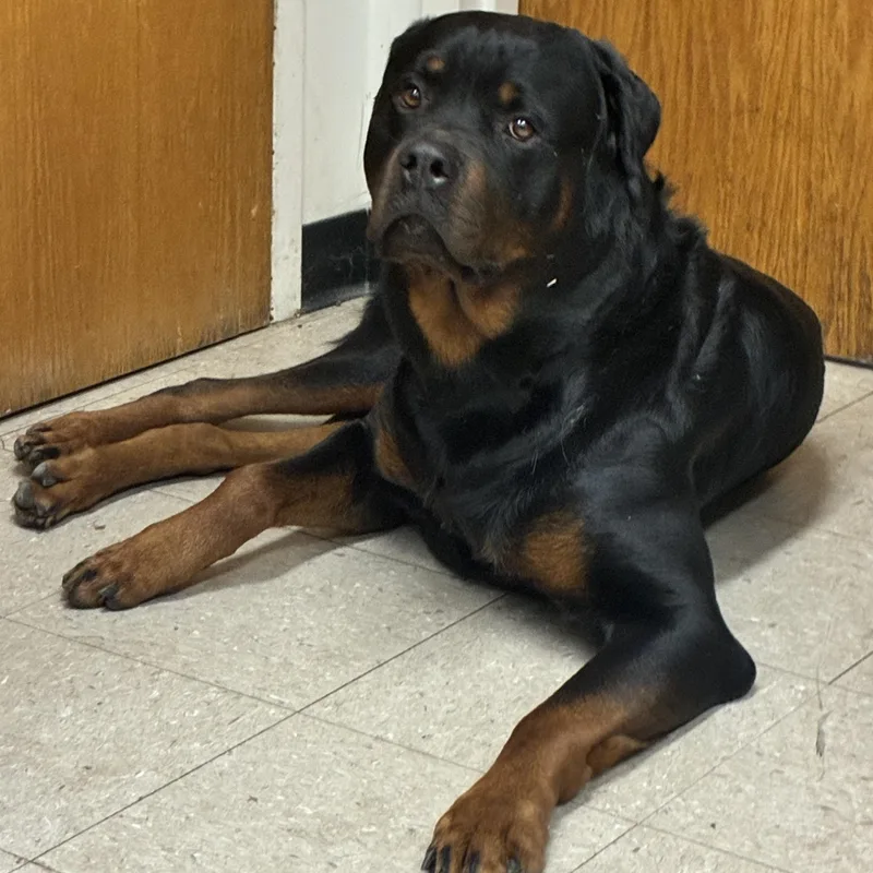 A young extra large-sized male Rottweiler dog named Bruno for adoption in Wilton, CT