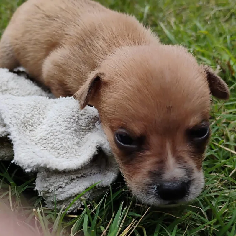 A baby medium-sized female Apricot / Beige Mixed Breed dog named Peanut for adoption in Brenham, TX