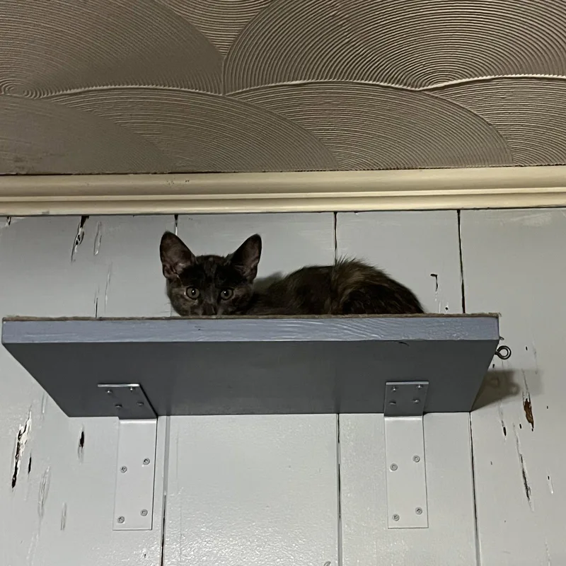 A young medium-sized female Domestic Short Hair cat named Jewel for adoption in McKinney, TX