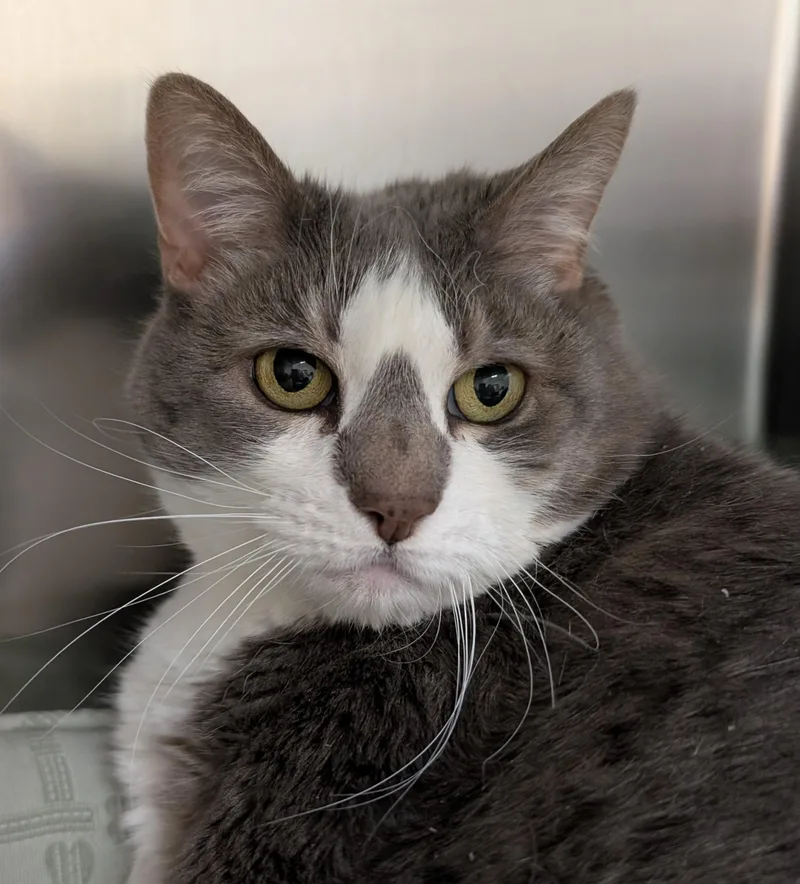 A senior large-sized female Gray & White Domestic Short Hair cat named Josie Streisand for adoption in West Swanzey, NH