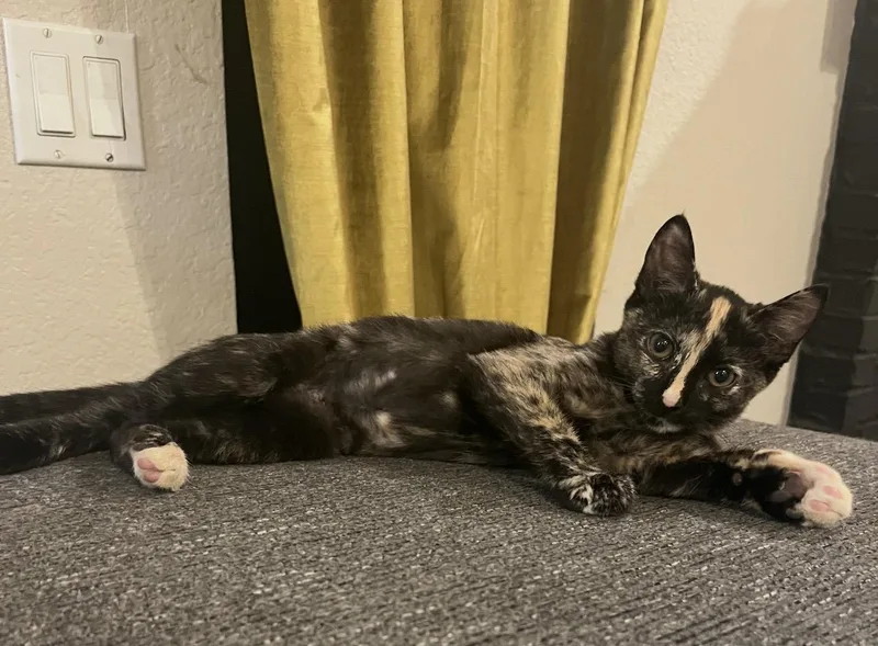 A baby medium-sized female Tortoiseshell Domestic Short Hair cat named Rowan for adoption in Austin, TX