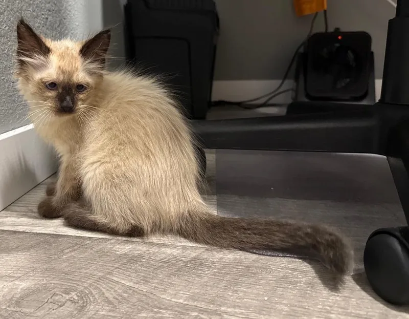 A baby medium-sized male Siamese cat named Fluffernuts for adoption in Syracuse, IN