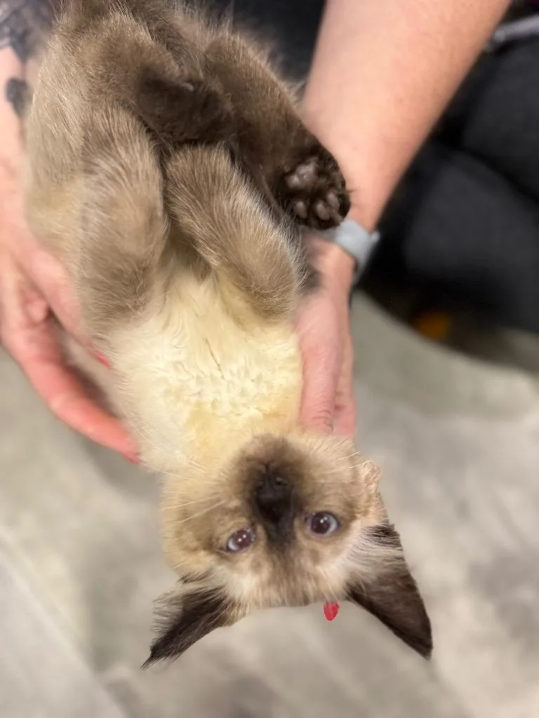 Fluffernuts thumbnail 3
