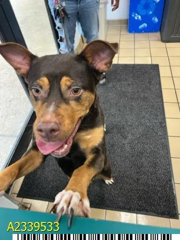 A young medium-sized female Mixed Breed dog named Juno for adoption in West Palm Beach, FL