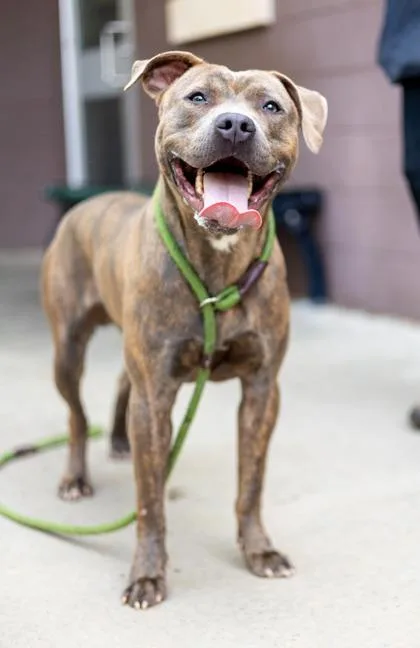 An adult medium-sized male Mixed Breed dog named Zoomer for adoption in Chamblee, GA