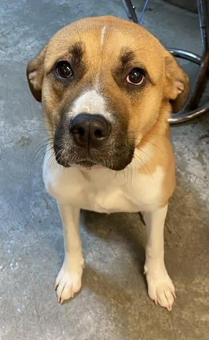 A young large-sized female Akita dog named Cyn for adoption in Bowling Green, KY