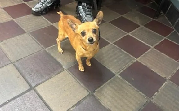 An adult small-sized male Miniature Pinscher dog named Bolt for adoption in Wingdale, NY
