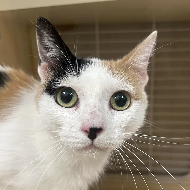 An adult medium-sized female Calico Domestic Short Hair cat named Penny for adoption in Newark, DE