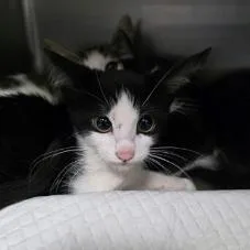 A baby small-sized female Domestic Short Hair cat named Pure Life for adoption in Fort Collins, CO