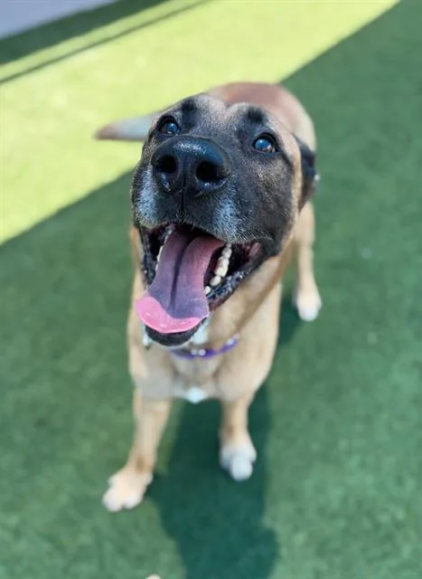 An adult large-sized male Mixed Breed dog named Biscuit for adoption in Dallas, TX