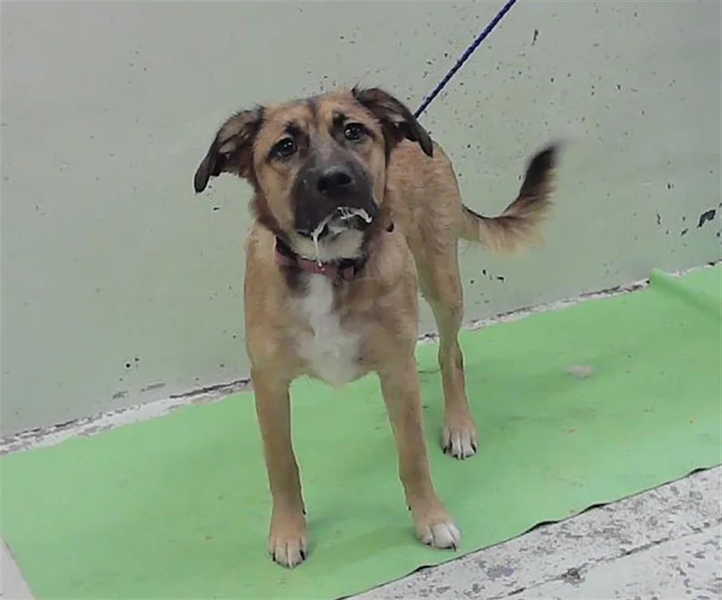A young medium-sized female German Shepherd Dog dog named Willow for adoption in Houston, TX