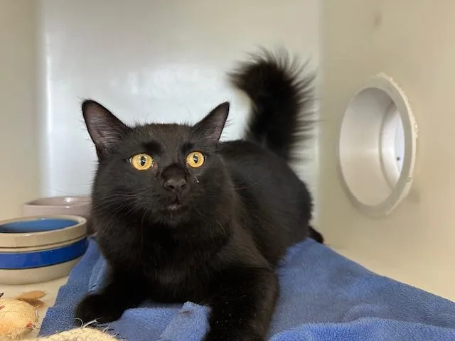 An adult medium-sized male Domestic Long Hair cat named Perry for adoption in McKinleyville, CA