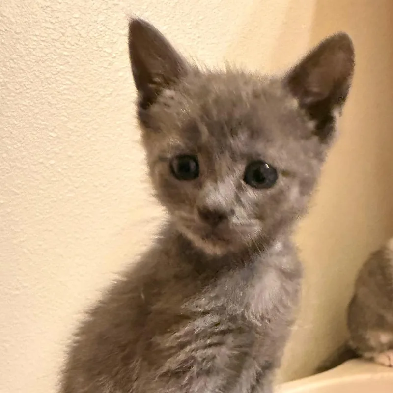 A baby small-sized female Domestic Short Hair cat named Pearl for adoption in Maple Falls, WA