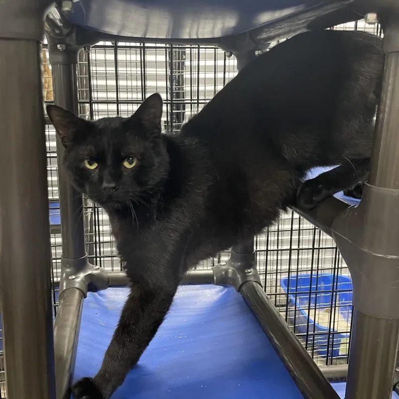 Linguine thumbnail 2