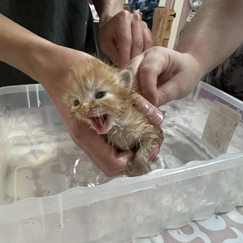 A baby small-sized male Orange / Red Domestic Short Hair cat named Spud for adoption in Branson, MO