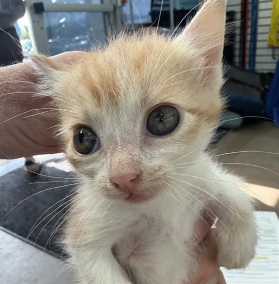 A baby medium-sized male Domestic Short Hair cat named Tymeless for adoption in Dallas, TX