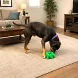 An adult large-sized male Tricolor (Brown, Black, & White) Pit Bull Terrier dog named Walter for adoption in Long Beach, WA