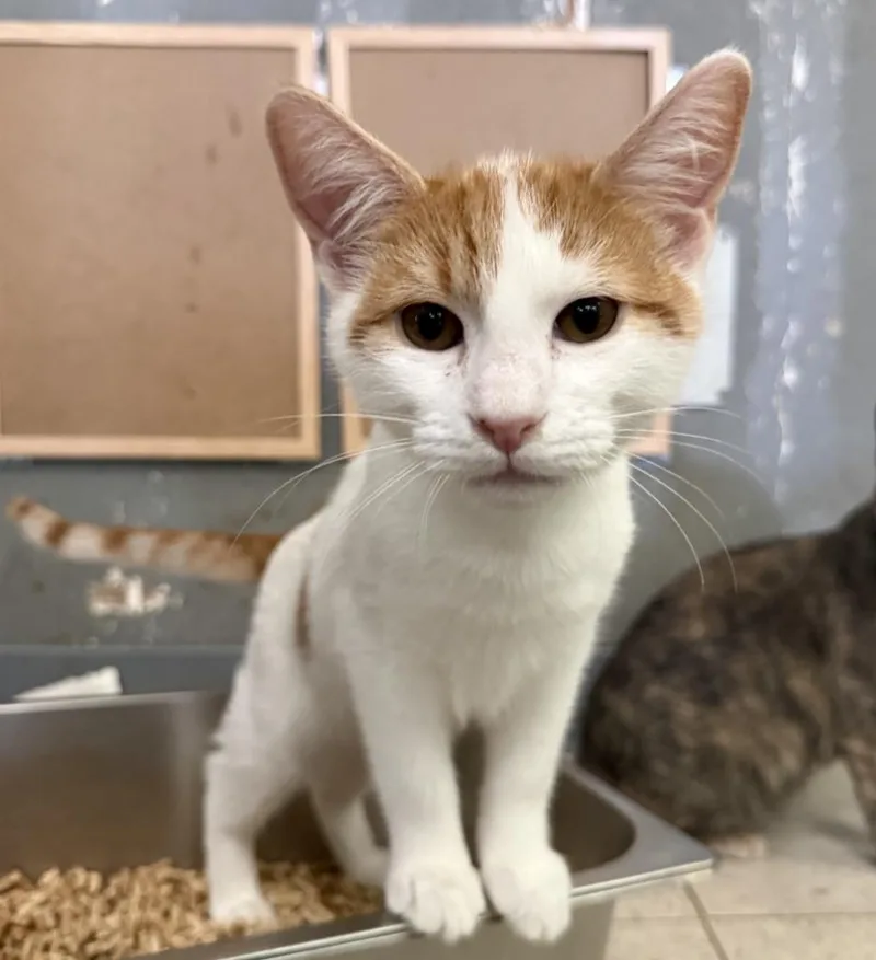 A baby small-sized male Domestic Short Hair cat named Alvin for adoption in Lemoore, CA