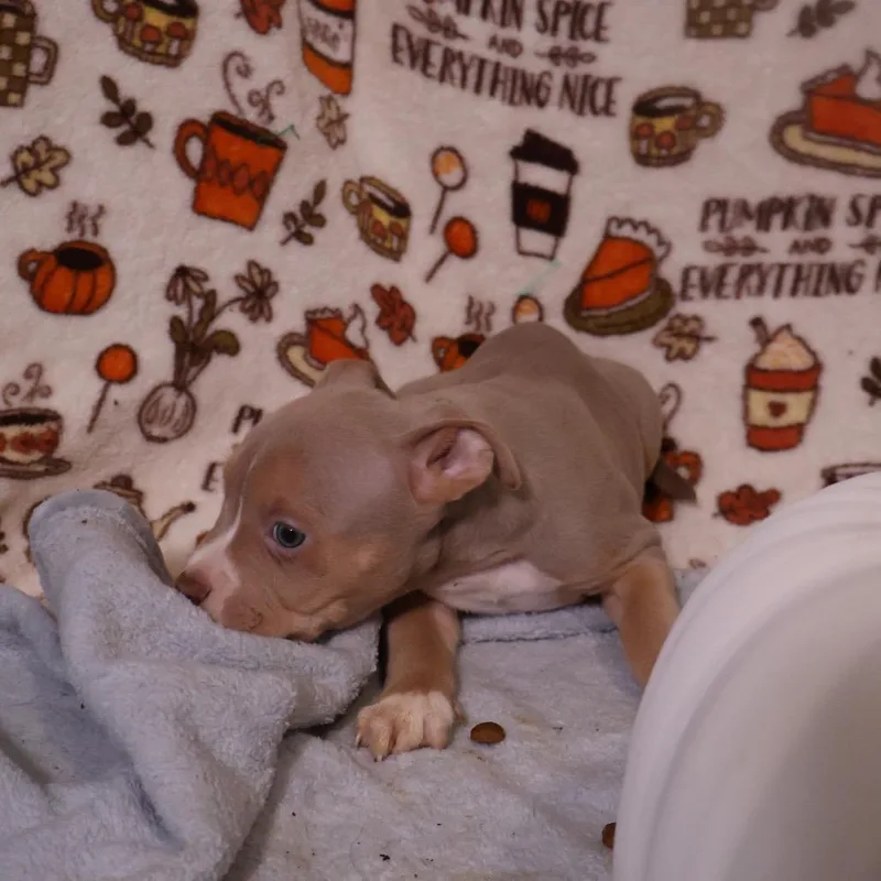 A baby small-sized male Pit Bull Terrier dog named Scallop for adoption in Avon, OH