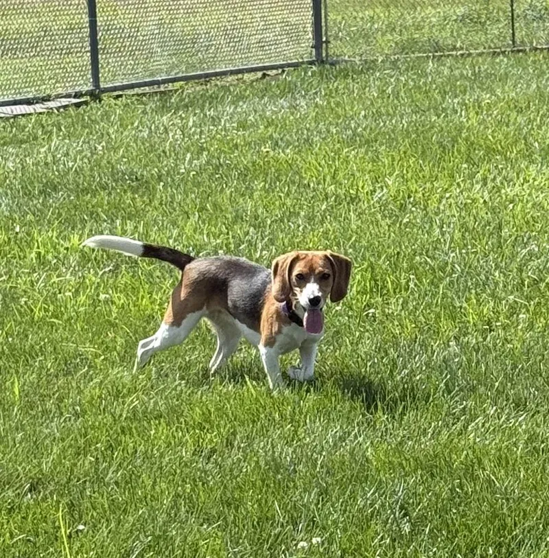 A young small-sized female Beagle dog named Copper for adoption in Fairfield, IA