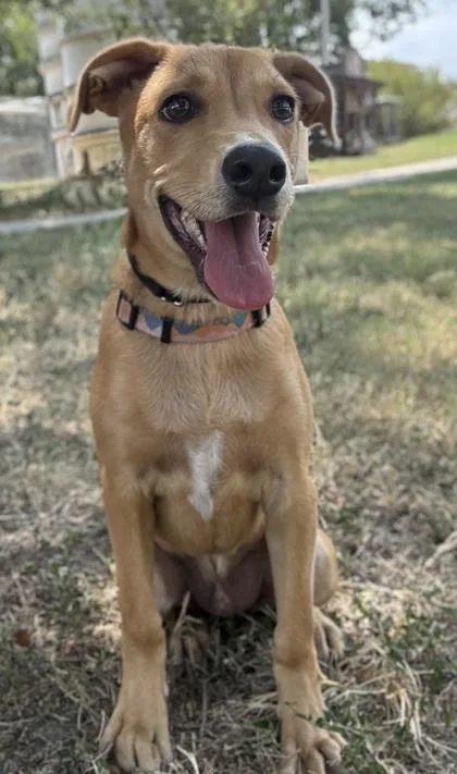 A young small-sized male Shepherd dog named Bolt for adoption in San Antonio, TX