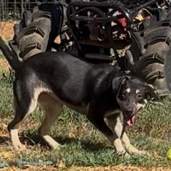 A young medium-sized female Terrier dog named Nebraska for adoption in Queen City, TX