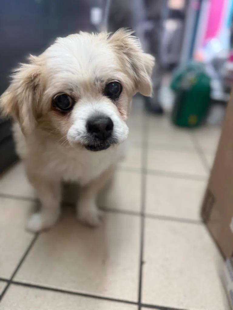 A senior small-sized male Pekingese dog named Jordan for adoption in Sebastian, FL