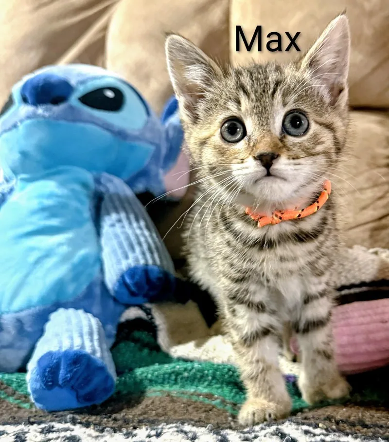 A baby medium-sized female Tabby (Gray / Blue / Silver) Domestic Short Hair cat named Max for adoption in Binghamton, NY