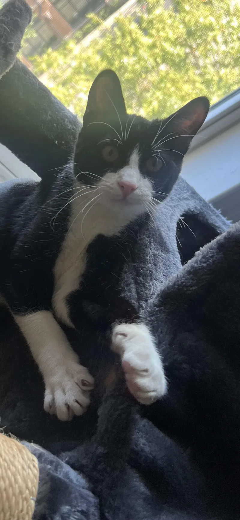 A young medium-sized male Black & White / Tuxedo Domestic Short Hair cat named Tucker C. for adoption in Frisco, TX