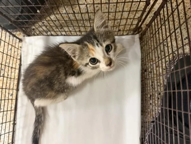 A baby small-sized female Domestic Short Hair cat named Candy for adoption in Miami, FL