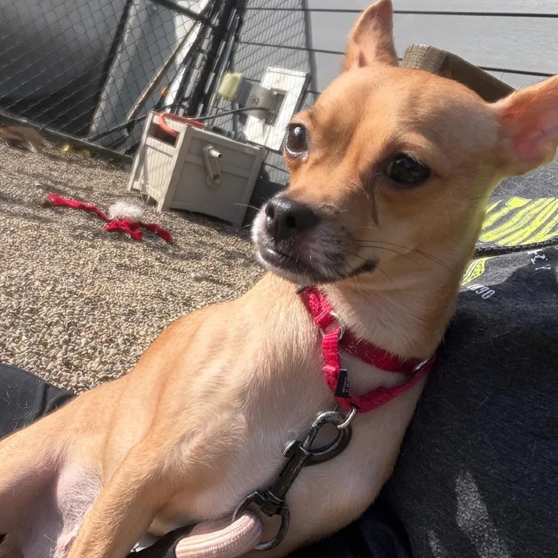 A young small-sized female White / Cream Chihuahua dog named Waffles for adoption in Columbia Station, OH
