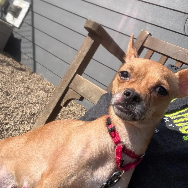 Waffles thumbnail 4