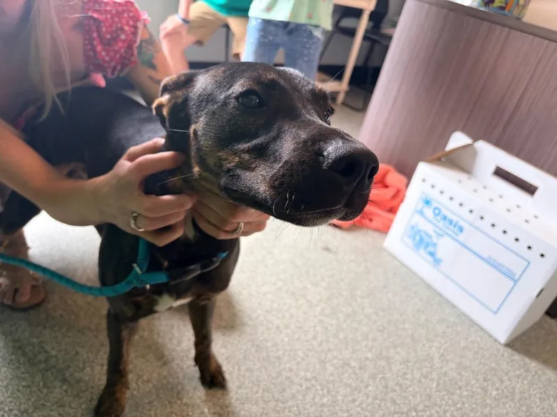 A young medium-sized male Labrador Retriever dog named Carl for adoption in Huntington, IN