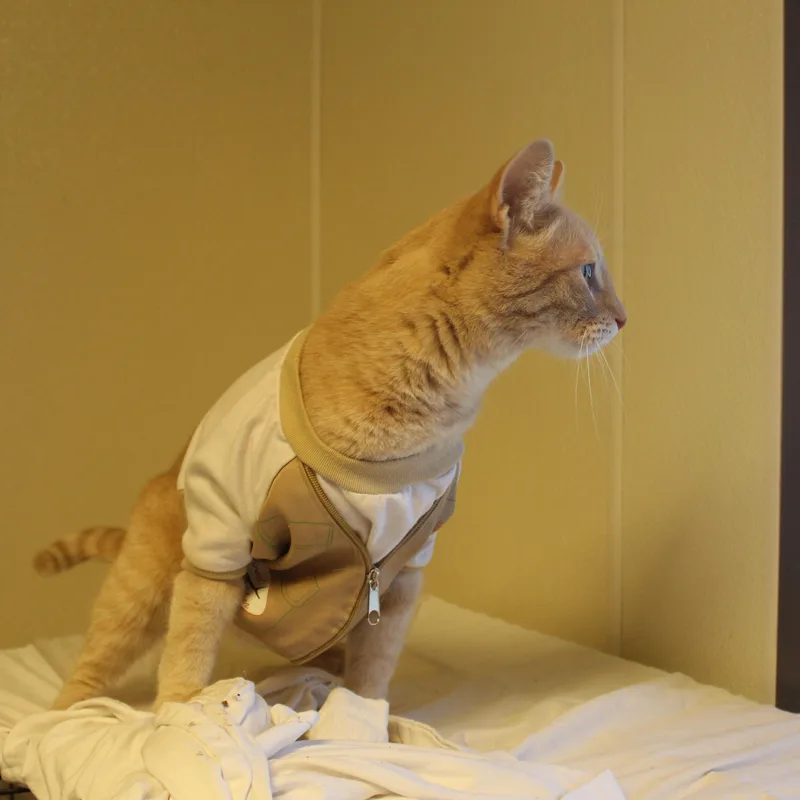 Milo thumbnail 4