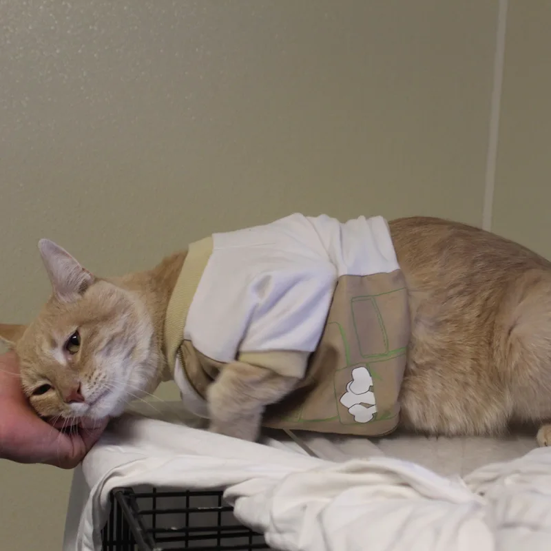 Milo thumbnail 5