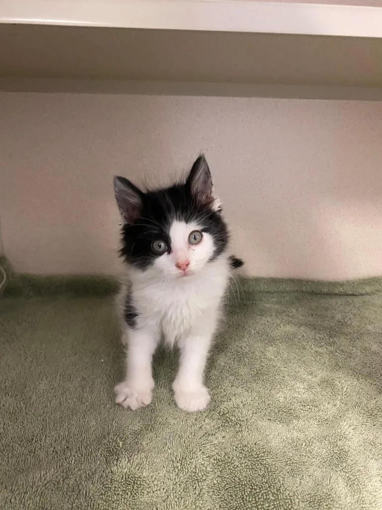 A baby medium-sized male Domestic Long Hair cat named Ford for adoption in Chino Valley, AZ