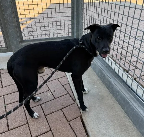 A young medium-sized male Labrador Retriever dog named Bean for adoption in Austin, TX
