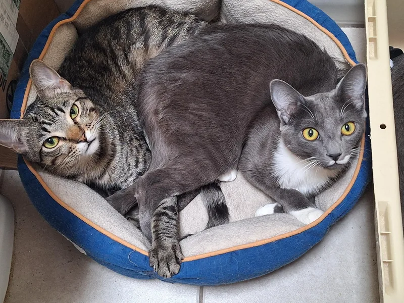 A young medium-sized male Tabby (Brown / Chocolate) Domestic Short Hair cat named Chipmunk and Haze for adoption in Seattle, WA