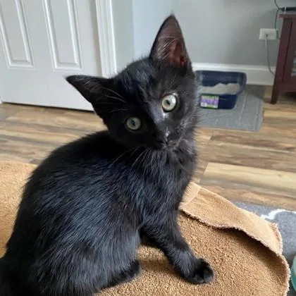 A baby small-sized female Domestic Short Hair cat named Rosemary for adoption in Wheaton, IL