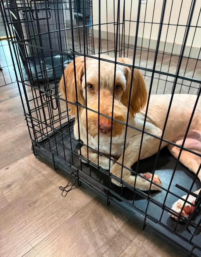 A young large-sized male Standard Poodle dog named Sponsor Me  Bruce for adoption in Grafton, WI