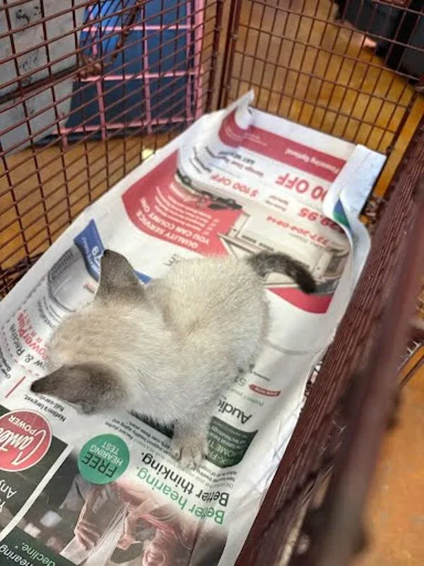 A baby small-sized male Siamese cat named Achilles for adoption in Austin, TX