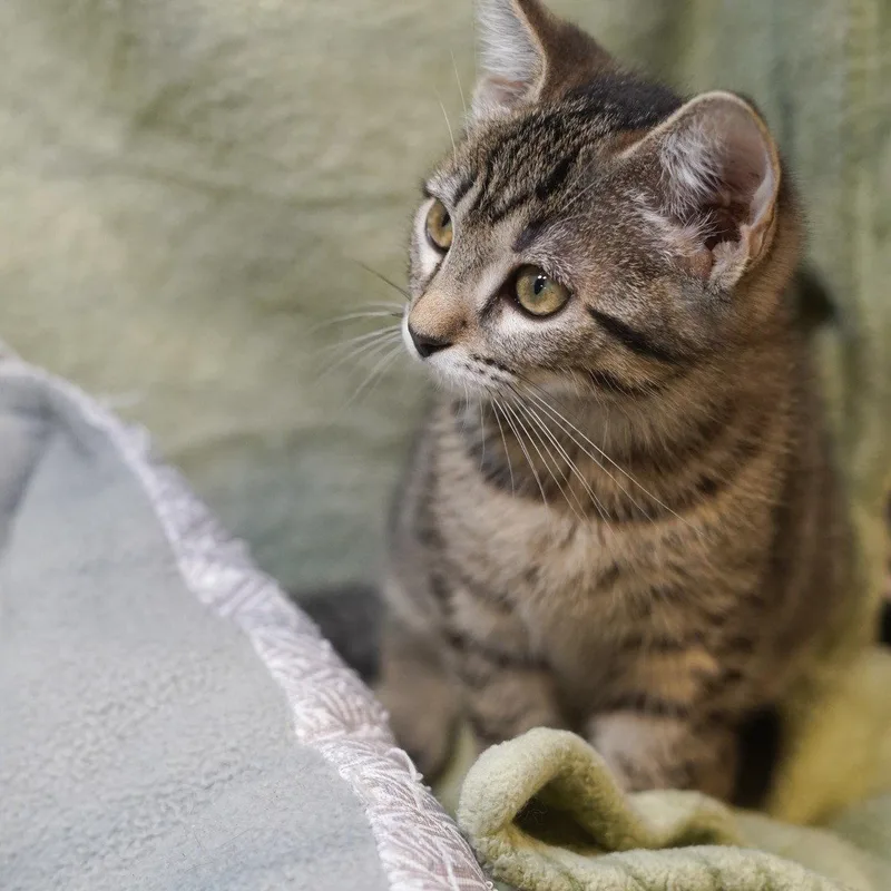 A baby medium-sized female Tabby cat named Ella for adoption in Garland, TX