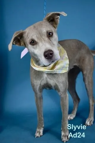 A young medium-sized female Whippet dog named Sylvie for adoption in Bakersfield, CA