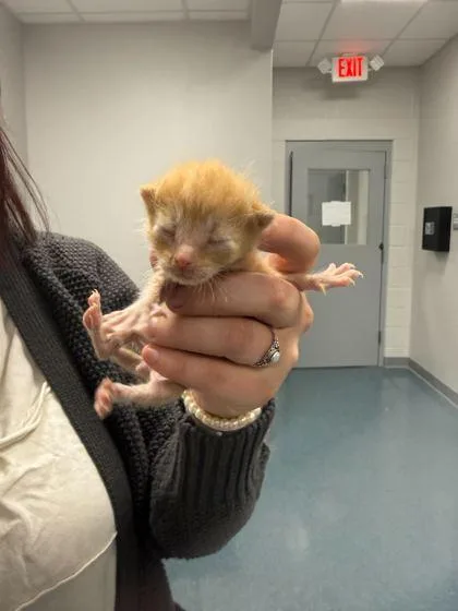 A baby small-sized male Domestic Short Hair cat named Strawberry for adoption in Sevierville, TN
