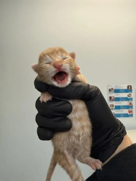 A baby small-sized male Domestic Short Hair cat named Cj for adoption in Escondido, CA