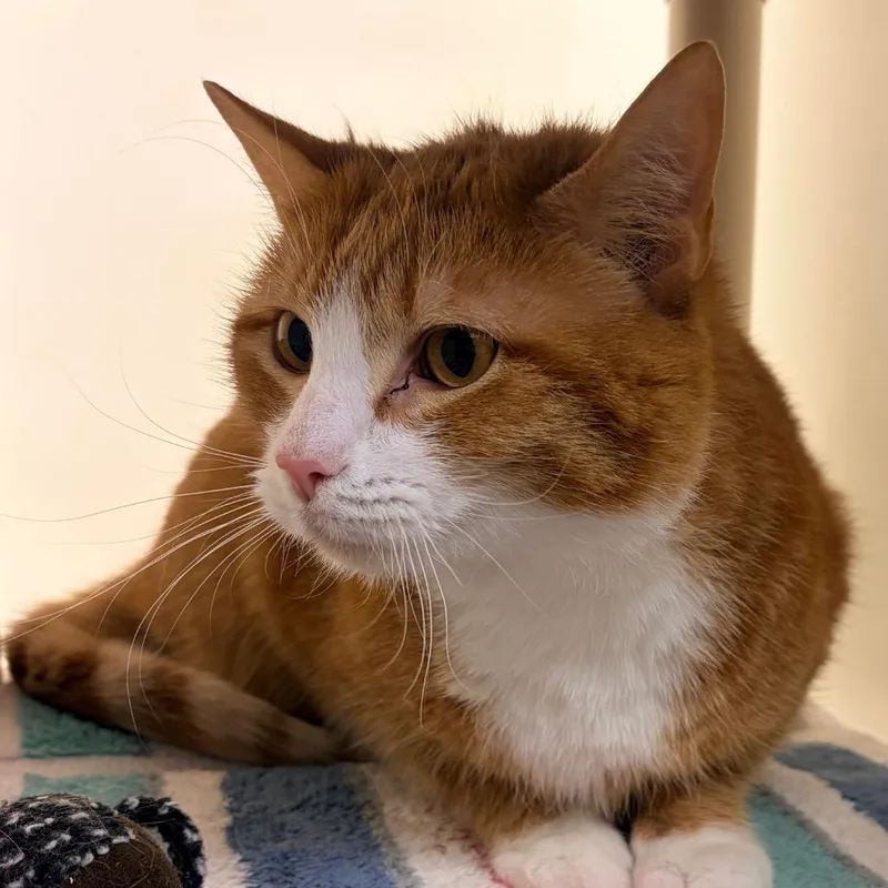 An adult large-sized male Orange / Red Domestic Short Hair cat named Garfield for adoption in Harrisonburg, VA