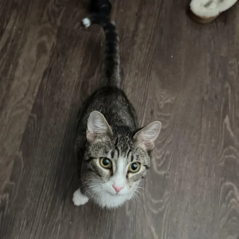 A young medium-sized male Domestic Short Hair cat named Elijah for adoption in Gainesville, FL