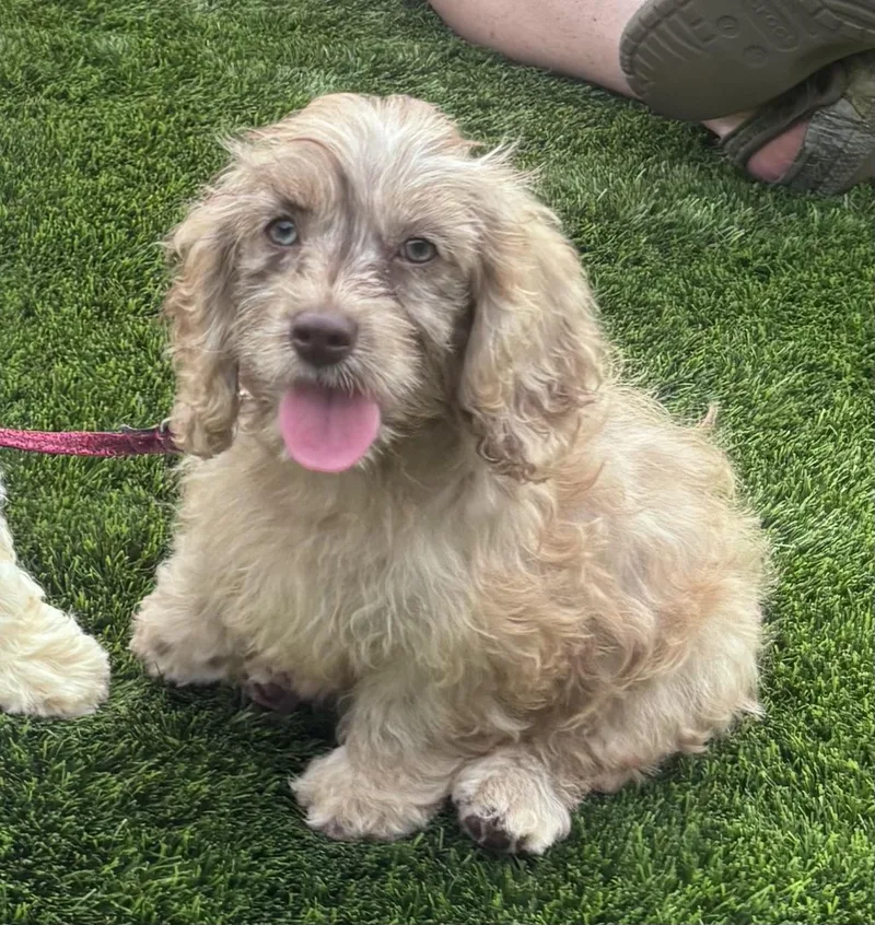 A baby small-sized female Cocker Spaniel dog named Lady for adoption in Overland Park, KS