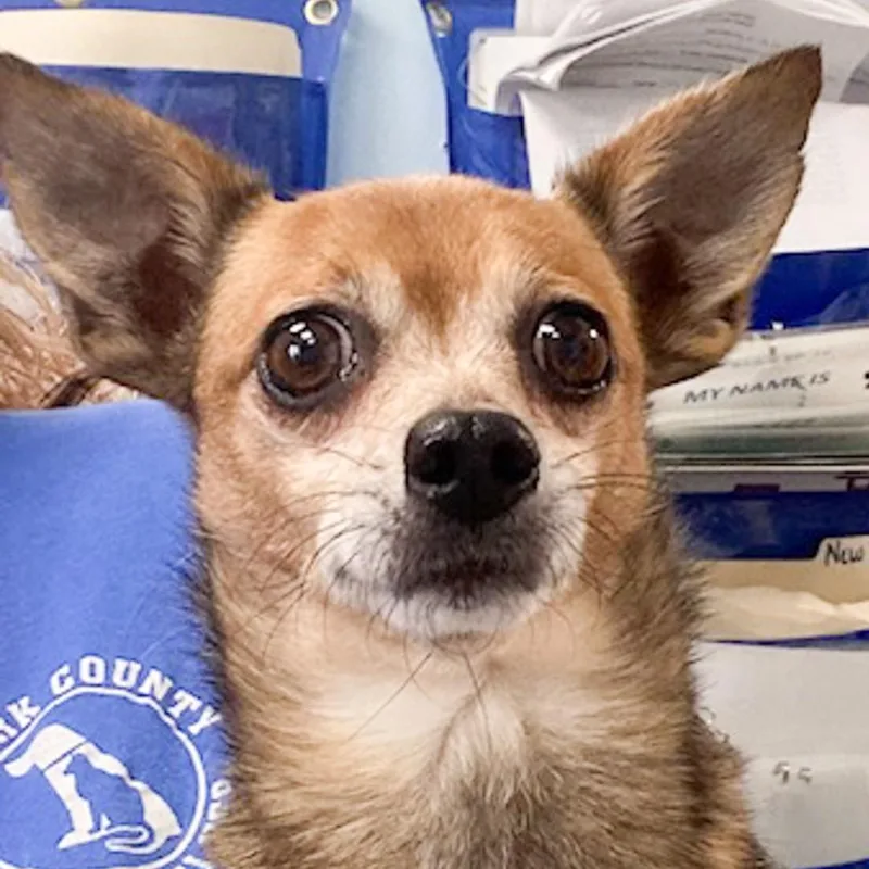 An adult small-sized female Tricolor (Brown, Black, & White) Chihuahua dog named Ruggy for adoption in Albany, NY