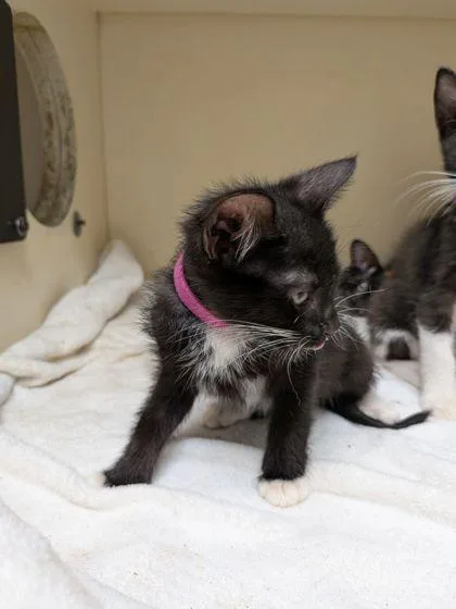 A baby small-sized female Domestic Short Hair cat named Gertrude [Magenta] for adoption in Chamblee, GA
